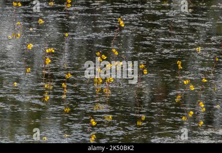 Großblattkraut, Utricularia vulgaris, in Blüte en Masse im See auf den Somerset-Ebenen. Stockfoto