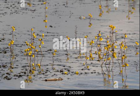 Großblattkraut, Utricularia vulgaris, in Blüte en Masse im See auf den Somerset-Ebenen. Stockfoto