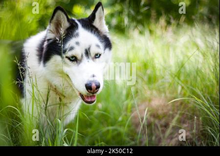 Schwarz-weiße sibirische Husky, Wandern im Sommerfeld Stockfoto