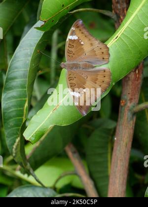 Weibliche Mango Baron ( Euthalia aconthea ) Schmetterling auf grünen Blatt Baum Pflanze, trey weißen Streifen auf braunen Flügel von Insekt Stockfoto