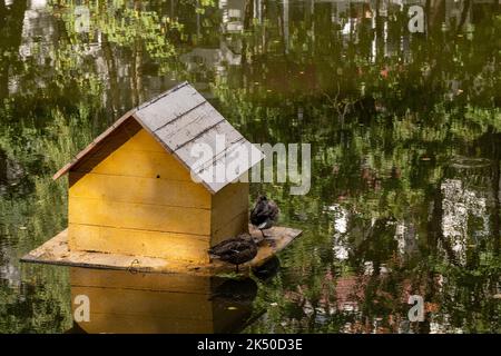 Zwei Erwachsene Enten in der Nähe des Entenhauses auf dem Teich im Park. Stockfoto