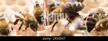 Bienen in einem Bienenstock mit Wabenwabe arbeiten mitten am Tag zusammen Stockfoto