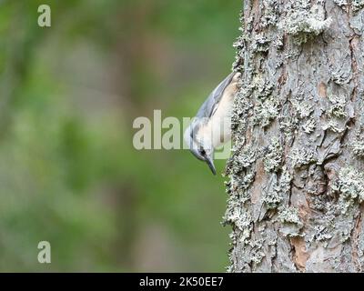 Nuthatch, auf einem Baumstamm auf der Suche nach Nahrung. Kleiner grauer und weißer Vogel. Tierfoto aus der Natur Stockfoto