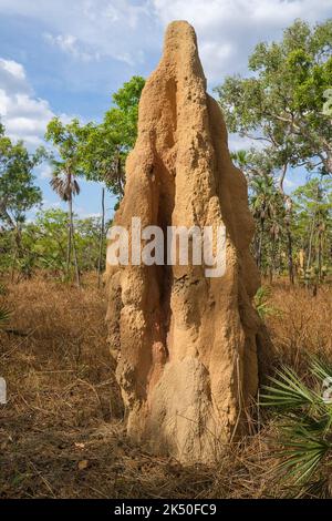 Cathedral Termite, Nasutitermes triodiae, Termitenhügel im Litchfield National Park, im Northern Territory von Australien. Stockfoto