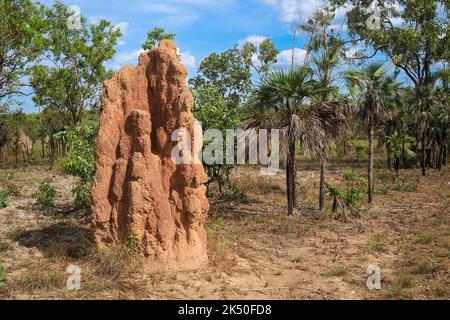 Cathedral Termite, Nasutitermes triodiae, Termitenhügel im Litchfield National Park, im Northern Territory von Australien. Stockfoto