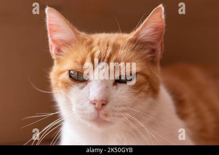Porträt von niedlichen orange und weiß Haustier Katze Blick auf die Kamera mit grünen Augen Stockfoto