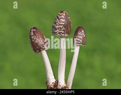 Elster Tintenpilz, Coprinopsis picacea Stockfoto