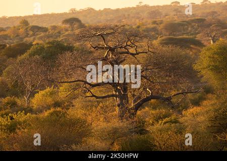 Ein massiver und uralter Baobab-Baum steht stolz im späten Nachmittagslicht. Diese Riesen des Busches können sehr alt werden und bevorzugen heißer trockenere Gebiete Stockfoto