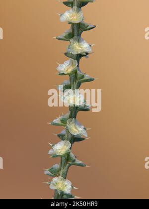 Zweig der stacheligen russischen Distel mit Blumen. Salsola kali ssp. Tragus Stockfoto