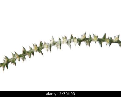 Zweig der stacheligen russischen Distel mit Blüten isoliert auf weiß. Salsola kali ssp. Tragus Stockfoto