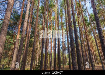 Natürliche Landschaft eines dichten Pinienwaldes in Serranía de Cuenca, Spanien Stockfoto