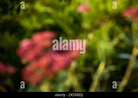 Verschwommenes Bild der Herbstblätter. Heller Herbsthintergrund. Das defokussige Laub ist grün und leuchtend gelb. Stockfoto