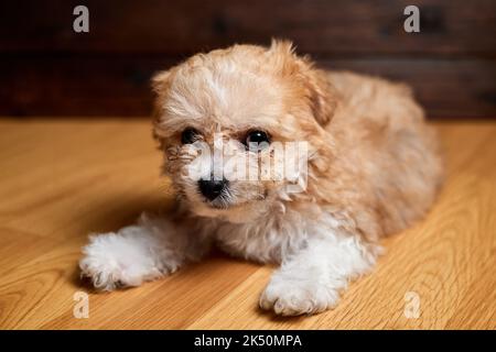 Maltipoo Welpe. Liebenswert Maltese und Pudel Mix Puppy liegt auf dem Boden Stockfoto