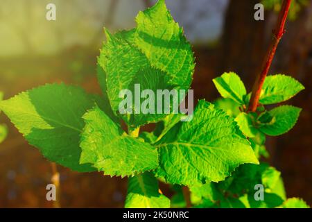 Eine junge, grüne Wasserwisteria-Buschzweigpflanze im Park Stockfoto