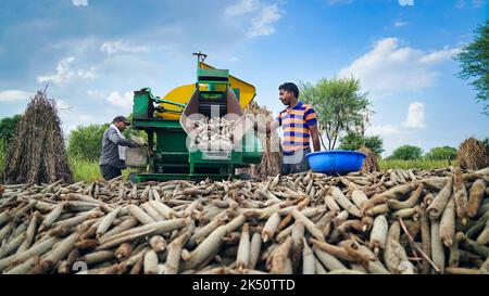 15. August 2022, Sikar, Indien. Traktor arbeitet mit Dreschmaschine auf dem Feld. Landwirte trennen Strohschalen von Getreide. Stockfoto