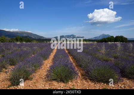 Reihen von Lavendel- und Lavendelfeldern auf dem Plateau von Valensole mit den unteren Alpen im Hintergrund Provence Frankreich Stockfoto