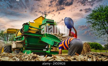 15. August 2022, Sikar, Indien. Traktor arbeitet mit Dreschmaschine auf dem Feld. Landwirte trennen Strohschalen von Getreide. Stockfoto