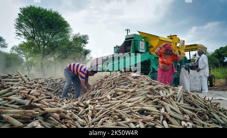 15. August 2022, Sikar, Indien. Traktor arbeitet mit Dreschmaschine auf dem Feld. Landwirte trennen Strohschalen von Getreide. Stockfoto