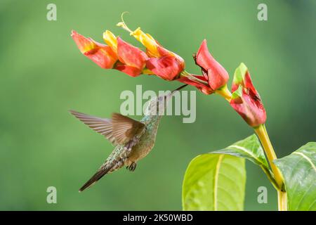 Schuppiger Kolibri (Phaeochroa cuvierii), der Nektar auf einer Blume füttert, Costa Rica. Stockfoto