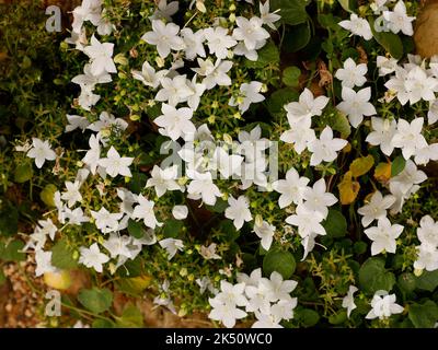 Nahaufnahme der niedrig wachsenden mehrjährigen Gartenpflanze Campanula isophylla Alba mit reinweißen Blüten, die im Sommer und Herbst blühen. Stockfoto
