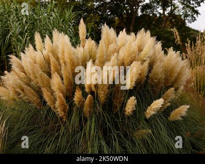 Nahaufnahme des hochwachsenden Cortaderia selloana- oder Pampas-Grases, das im Spätsommer und Frühherbst im Garten wächst. Stockfoto