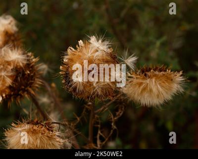 Nahaufnahme von braun getrockneten, stistelartigen Blütenköpfen der Cynara cardunculus Cardoon oder stacheligen Artischockendistel, die im Garten in Großbritannien zu sehen ist Stockfoto