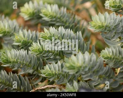 Nahaufnahme des Laubs der Zierpflanze Eforbia myrsinitis oder Blue Spurge, die eine immergrüne Staude und niedrig wachsend ist. Stockfoto