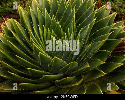 Nahaufnahme der architektonischen und symmetrischen immergrünen mehrjährigen Gartenpflanze Aloa polyphylla Hardy in Großbritannien zu wachsen. Stockfoto