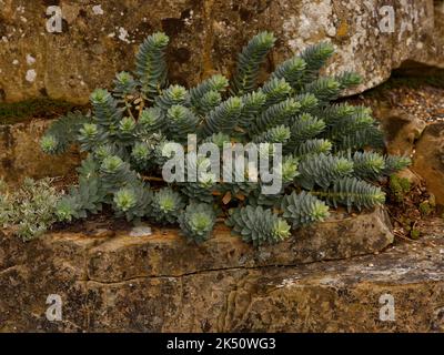 Nahaufnahme des Laubs der Zierpflanze Eforbia myrsinitis oder Blue Spurge, die eine immergrüne Staude und niedrig wachsend ist. Stockfoto