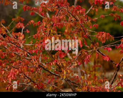 Nahaufnahme des roten Laubs eines kleinen Gartenbaums oder eines großen Busches Euonymus alatus-Kaktus mit Herbstfarbe. Stockfoto