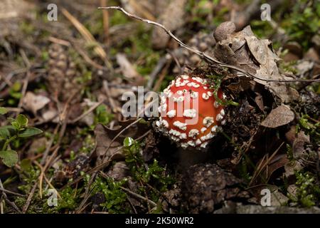 Junge Amanita muscaria, allgemein bekannt als Fliegenagarie Stockfoto