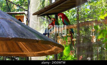 Eine schöne Aufnahme von bunten Ara Papageien (Ara macao), die auf einem Zweig mit hängenden Spielzeugen sitzen Stockfoto