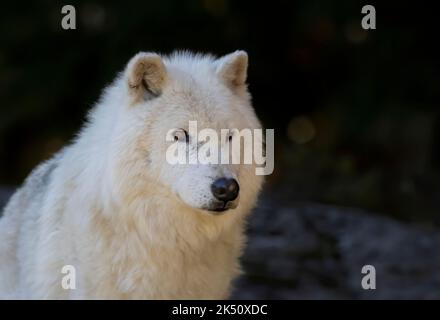 Ein einsames arktisches Wolfsporträt aus der Nähe im Herbst isoliert vor dunklem Hintergrund in Kanada Stockfoto