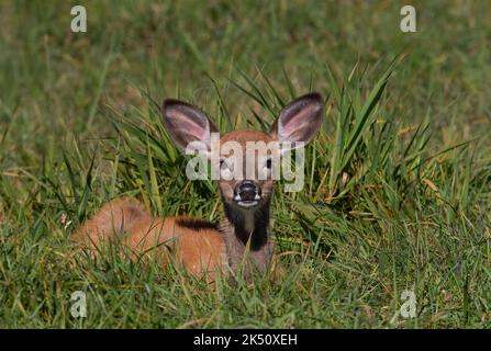 Im Herbst in Kanada ruht im Gras das Wildschwanzwild Stockfoto