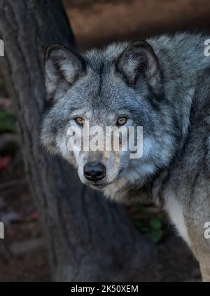 Holzwolfportrait aus nächster Nähe isoliert an einem Herbsttag in Kanada Stockfoto