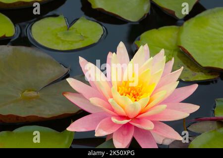 Eine Nahaufnahme einer rosa blühenden Lilie im Teich mit großen Blättern Stockfoto