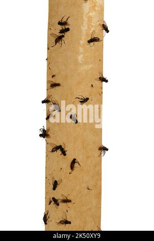 Flipper. Fliegen auf Klebeband auf weißem Hintergrund geklebt. Stockfoto