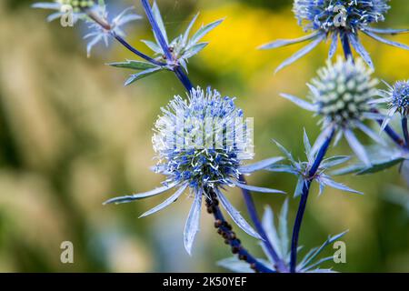 Eryngium planum Stockfoto
