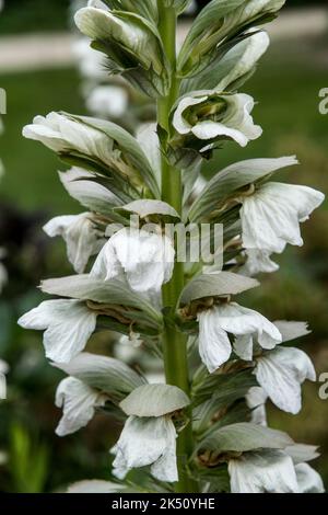 Acanthus mollis 'Rue Ledan' Stockfoto