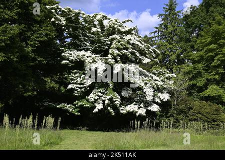 Japanischer Hundelbaum Stockfoto