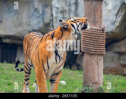 Ein bengalischer Tiger im Shanghai Wildlife Park Stockfoto