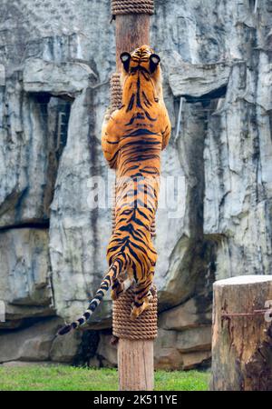 Ein bengalischer Tiger im Shanghai Wildlife Park Stockfoto