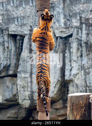 Ein bengalischer Tiger im Shanghai Wildlife Park Stockfoto