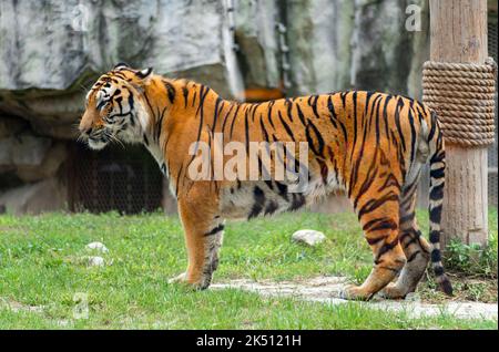 Ein bengalischer Tiger im Shanghai Wildlife Park Stockfoto