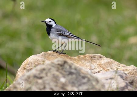 Eine weiße Bachstelze auf dem Stein, Nahaufnahme Stockfoto