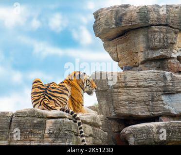 Ein bengalischer Tiger im Shanghai Wildlife Park Stockfoto