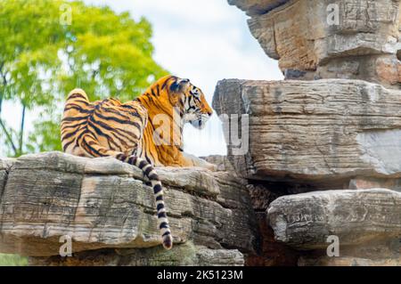 Ein bengalischer Tiger im Shanghai Wildlife Park Stockfoto