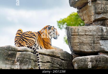 Ein bengalischer Tiger im Shanghai Wildlife Park Stockfoto