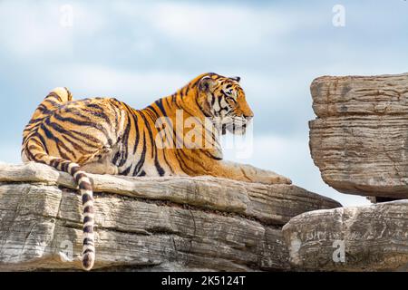 Ein bengalischer Tiger im Shanghai Wildlife Park Stockfoto