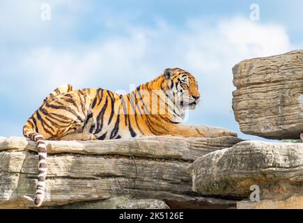 Ein bengalischer Tiger im Shanghai Wildlife Park Stockfoto